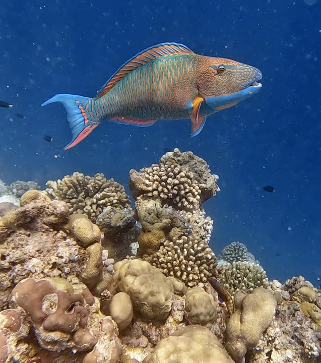 Sport & Freizeit Sun Siyam Vilu Reef