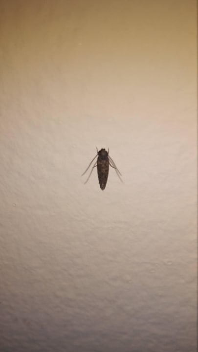 Bettwanzen Hotel Riu Touareg