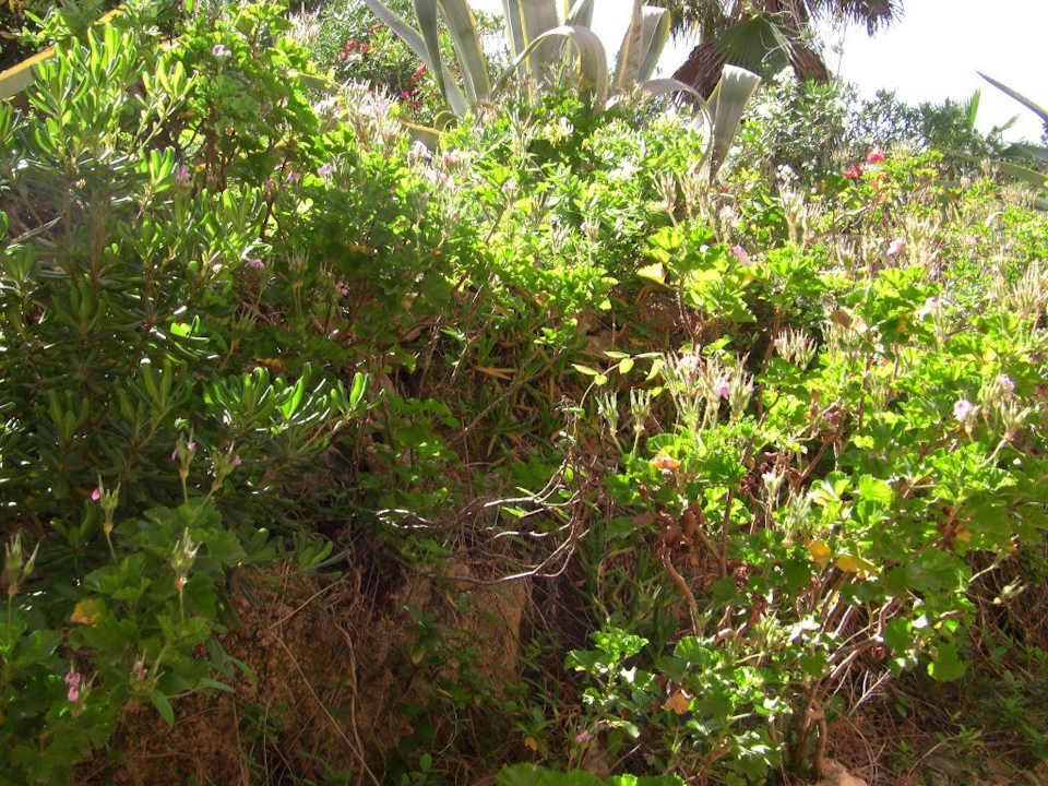 Hotel Comino Comino Hotel & Bungalows