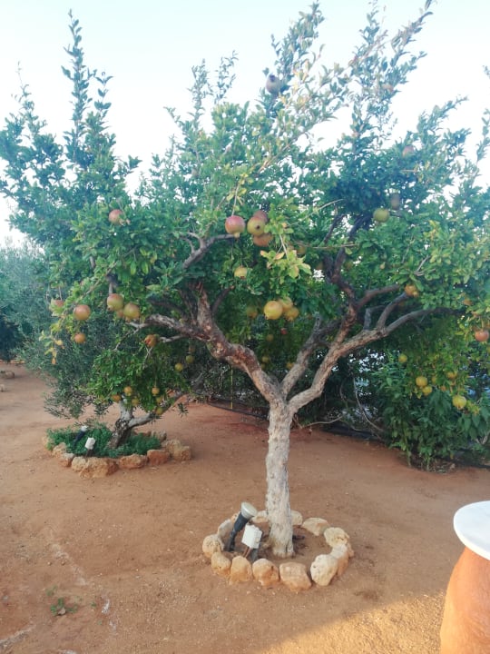 Gartenanlage Anissa Beach & Village