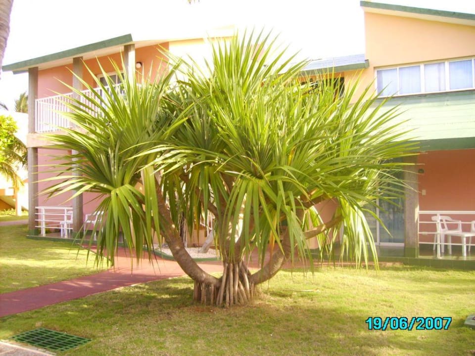 "Hotelflora" Sol Hicacos Varadero