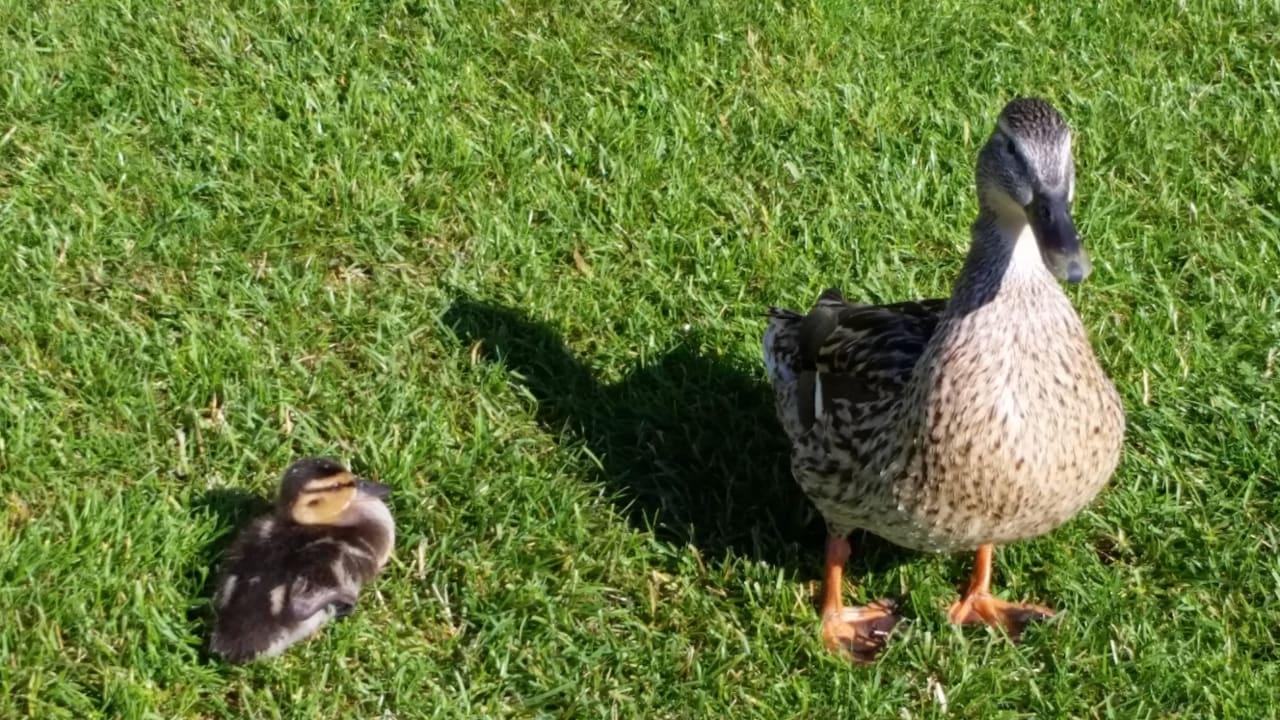 Treue Strandbesucher Barry-Memle