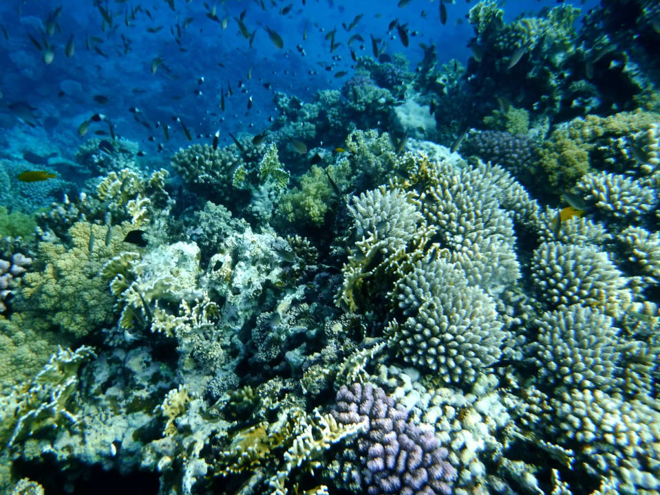 Sport & Freizeit Shams Alam Beach Resort