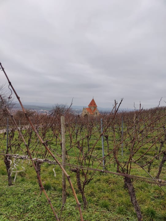 Ausblick Hofgut Wißberg - Das Weinberghotel