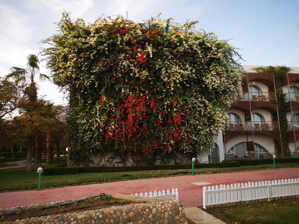 Gartenanlage Desert Rose