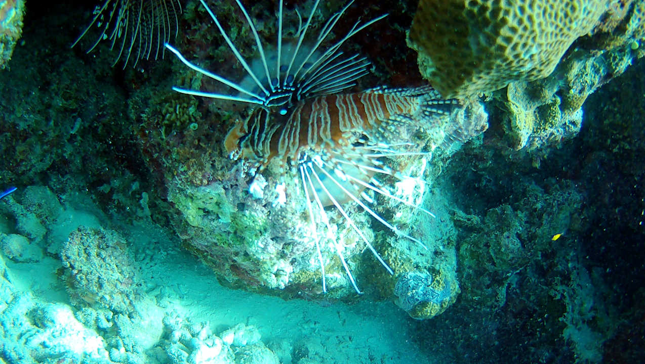 Sonstiges Vilamendhoo Island Resort & Spa