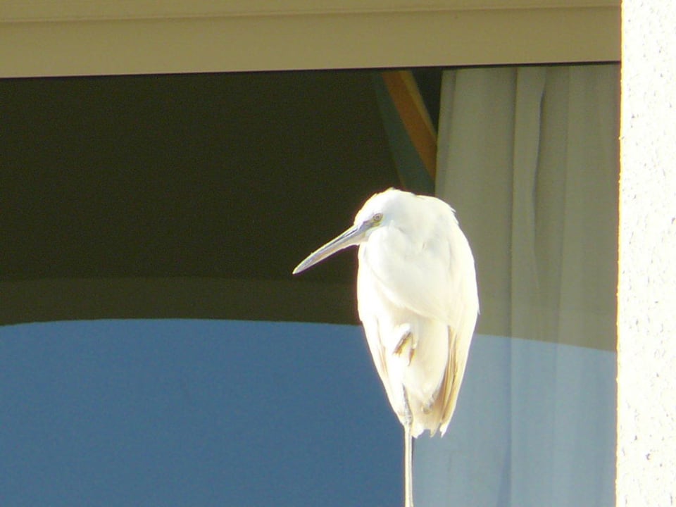 Vogel Pickalbatros Dana Beach Resort - Hurghada
