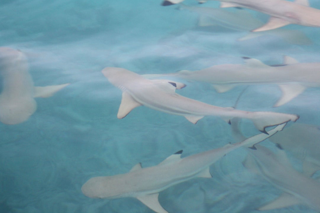 Unterwasser Kuramathi Maldives