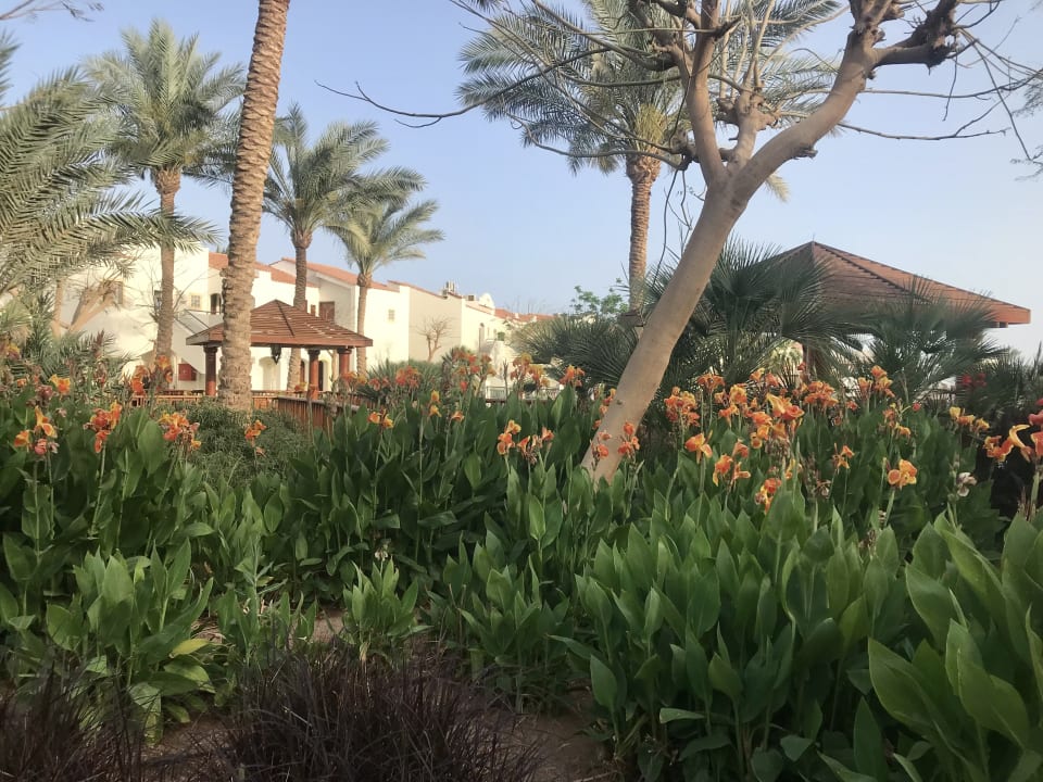 "Gartenanlage" Reef Oasis Blue Bay Resort (Sharm el Sheikh