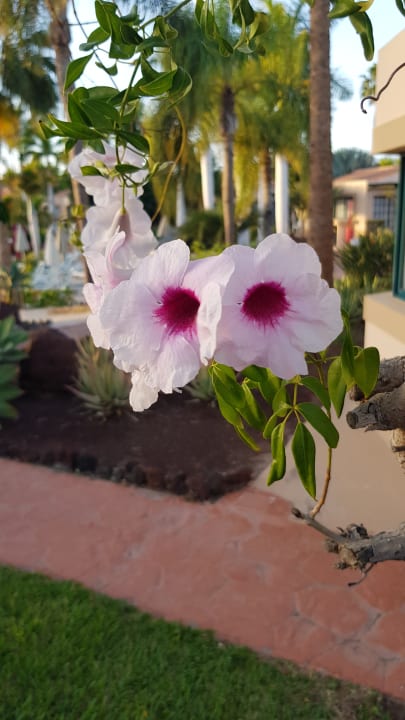 Gartenanlage allsun Hotel Esplendido