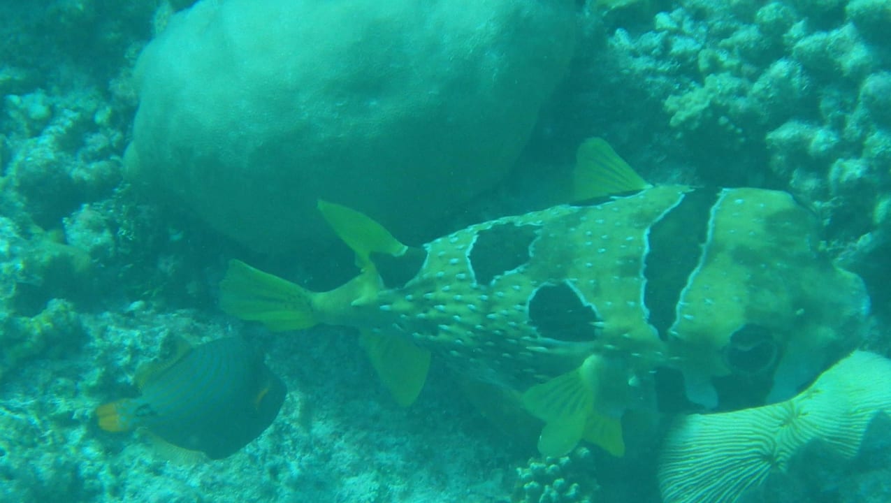 Beim Schnorcheln entdeckt: Igelfisch Kuramathi Maldives