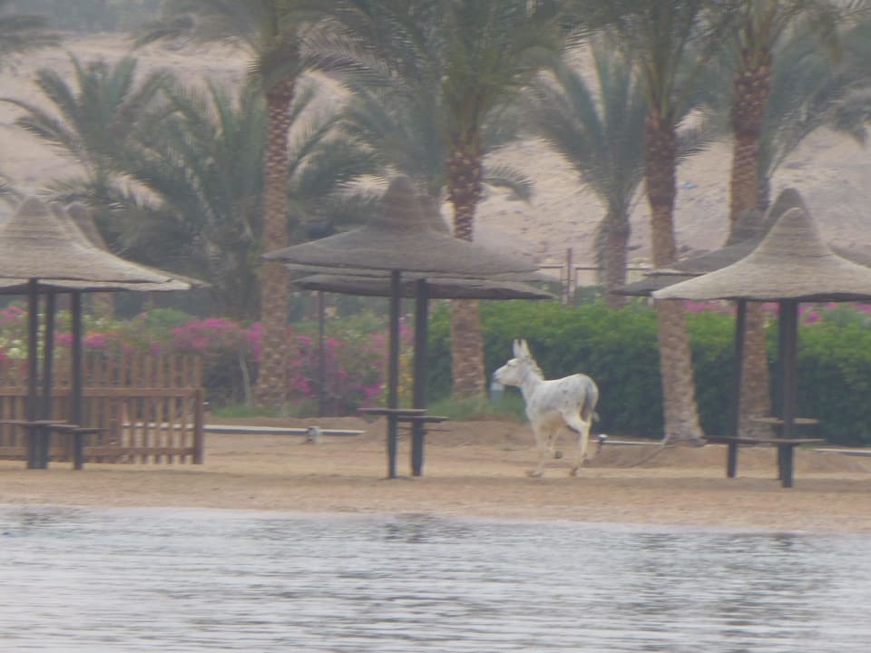 Ausgerissener Esel  Steigenberger Coraya Beach - Adults only