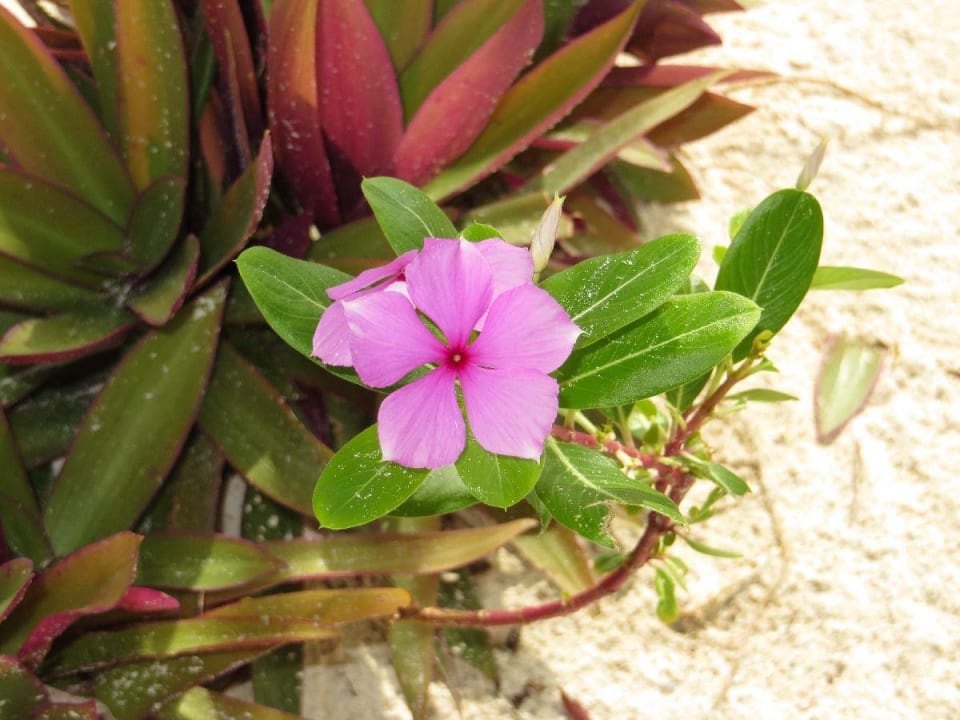 Selbsterklärend Hotel Villas Flamingos
