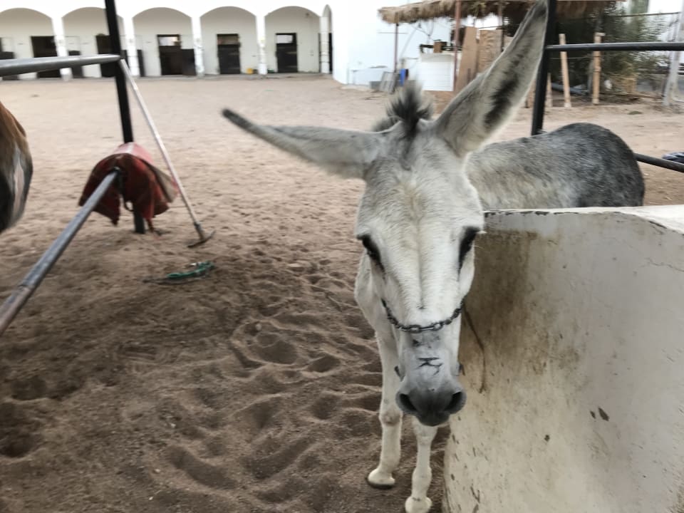 Sonstiges Palm Royale Resort - Soma Bay