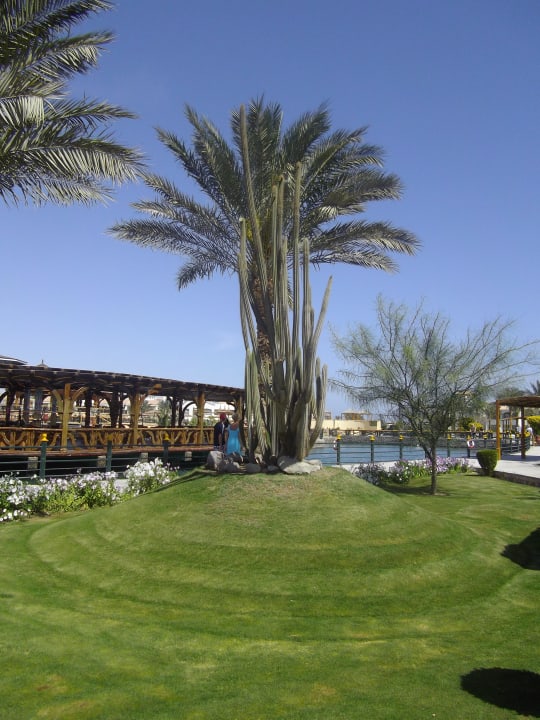 Tolle Palme Pickalbatros Dana Beach Resort - Hurghada