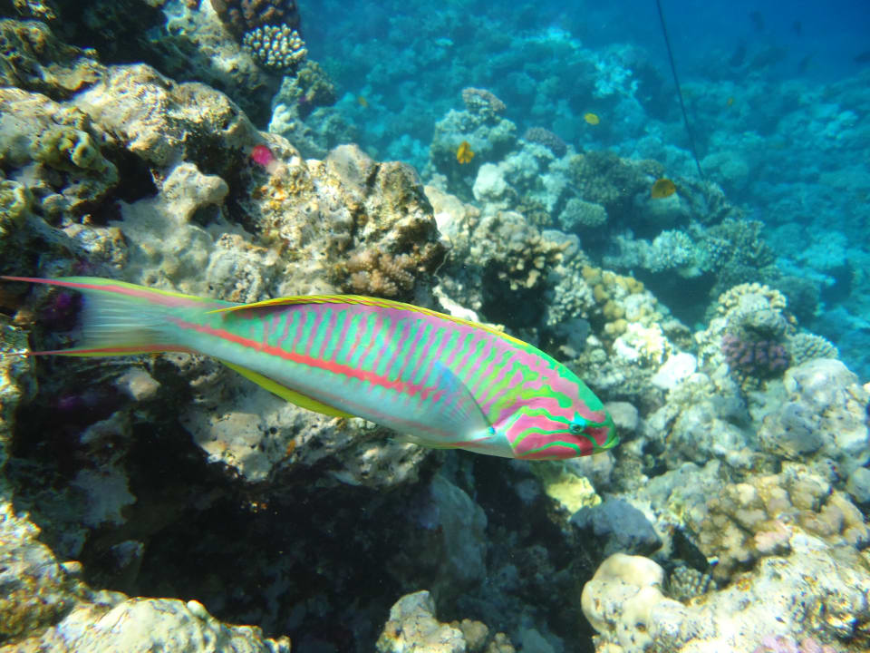 Strand Makadi Palace