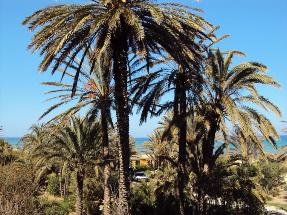 Widok z pokoju El Ksar Resort & Thalasso