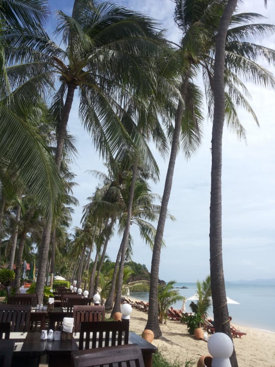 Blick vom Restaurant auf den Strand Am Vormittag Coco Palm Beach Resort