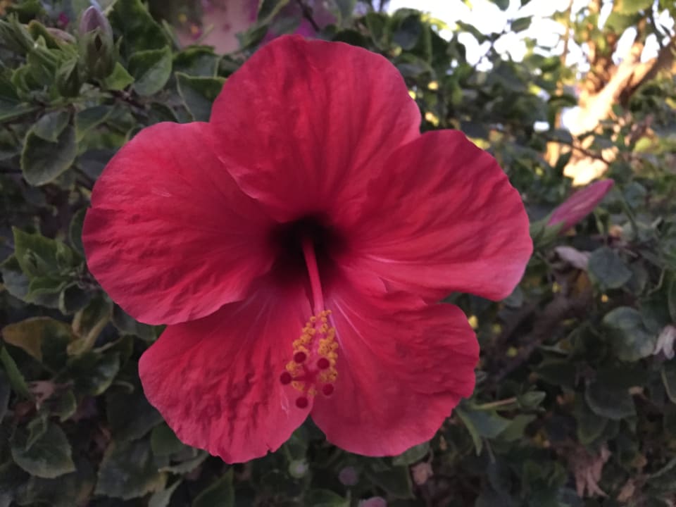 Gartenanlage Hotel Blue Lagoon