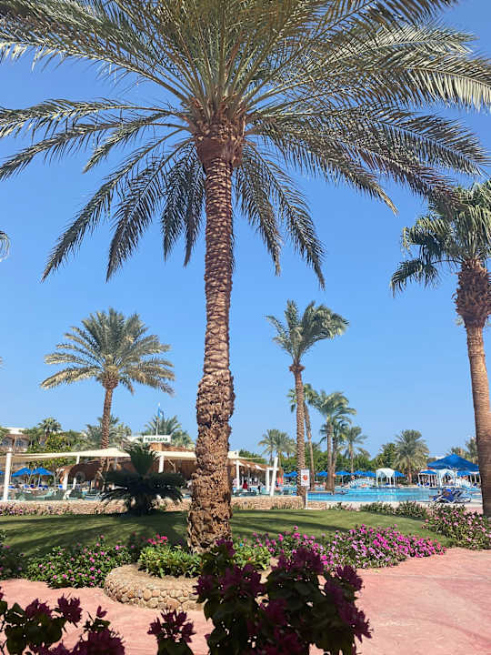 Gartenanlage Desert Rose