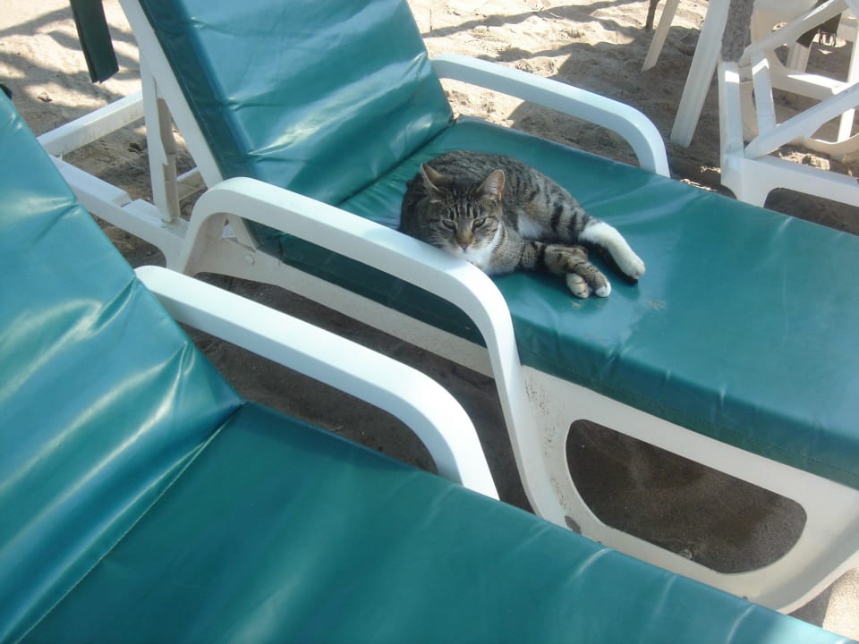 Spoluopalující se kočka Papillon Ayscha