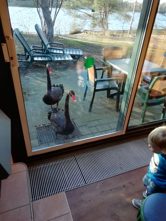 Ausblick Center Parcs De Vossemeren