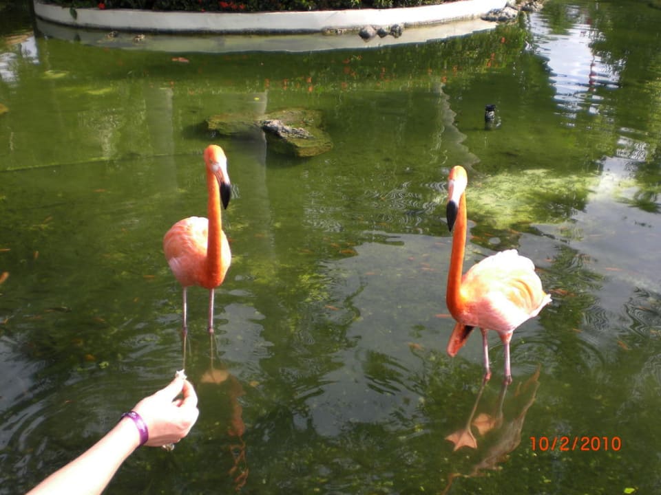 Flamingos Grand Palladium Select Bávaro Resort & Spa