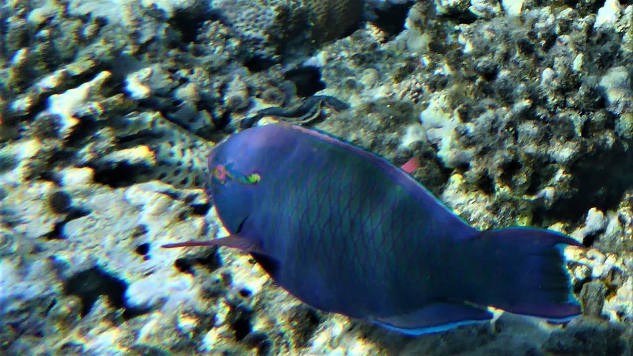 Sport & Freizeit Cleopatra Luxury Resort Makadi Bay