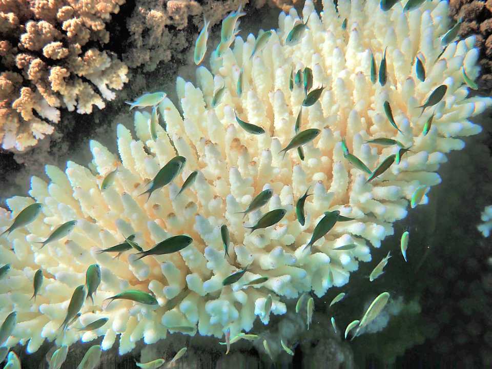 Sonstiges Shams Alam Beach Resort