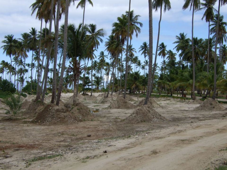 Bauarbeiten auf dem Weg zum Strand Villas Bavaro Resort & Spa
