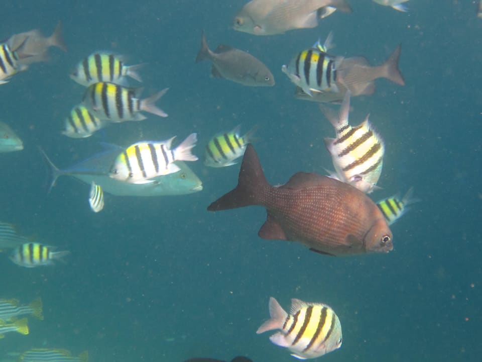 Wie im Aquarium Kuramathi Maldives