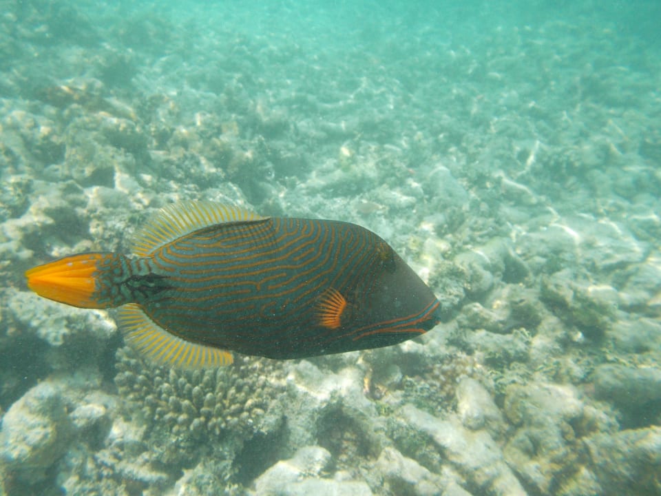 Unterwasserwelt Kuramathi Maldives