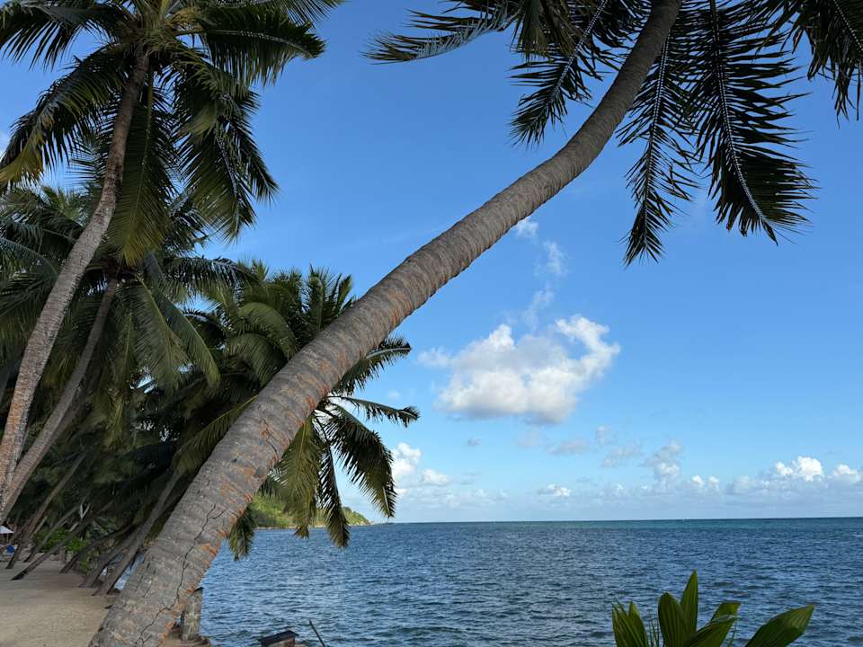 Gartenanlage The Coco de Mer Hotel & Black Parrot Suites