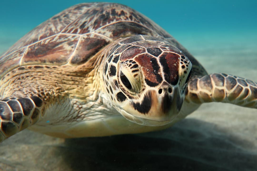 Sport & Freizeit Malikia Resort Abu Dabbab