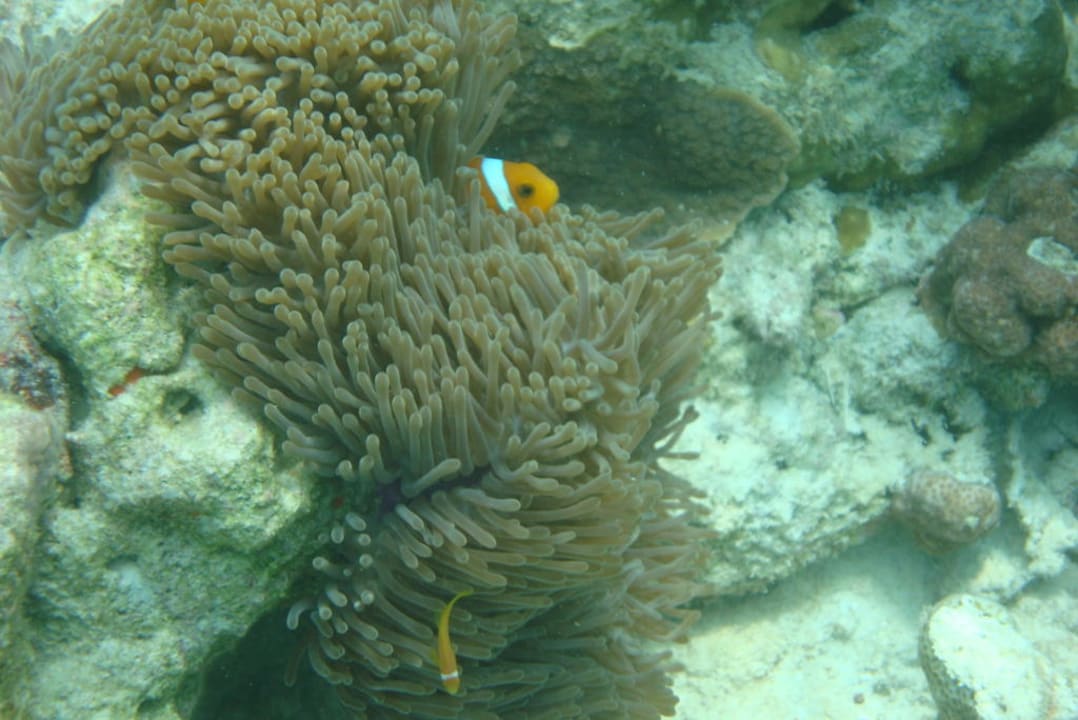 Malediven-Anemonenfisch Eri Maldives