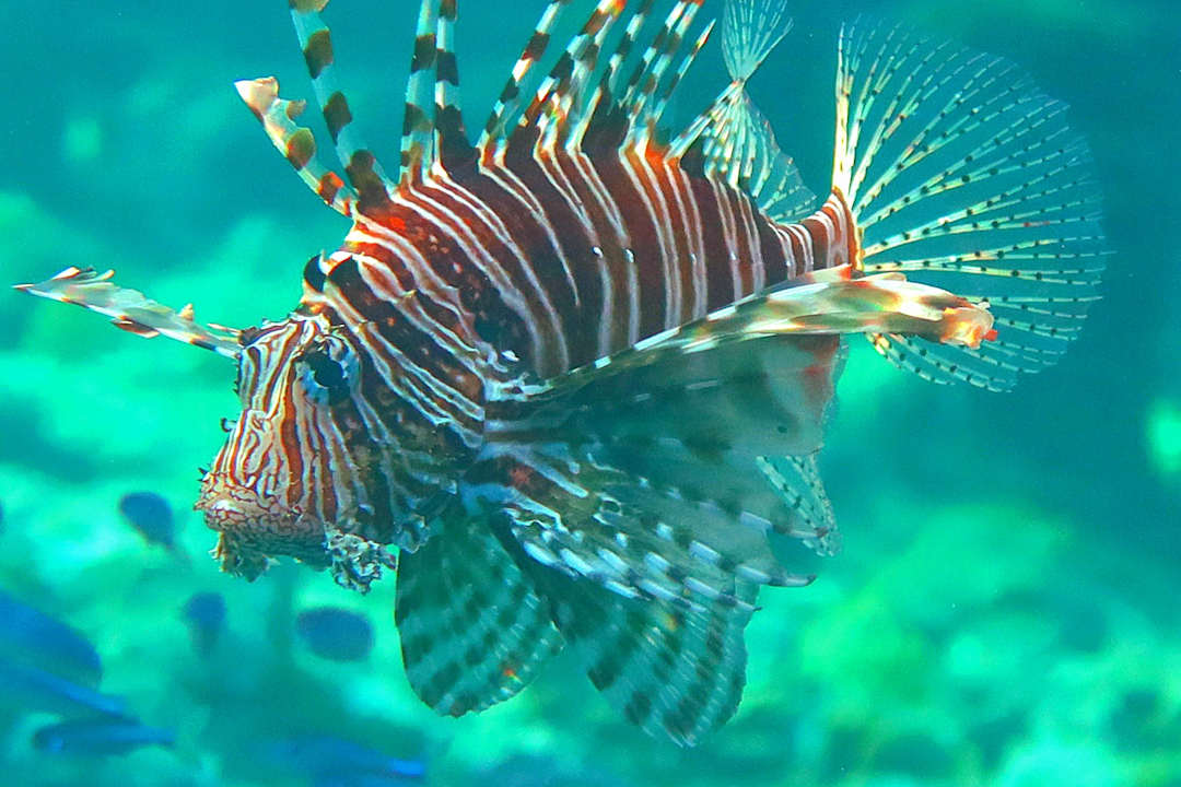 Strand Pickalbatros Palace Resort