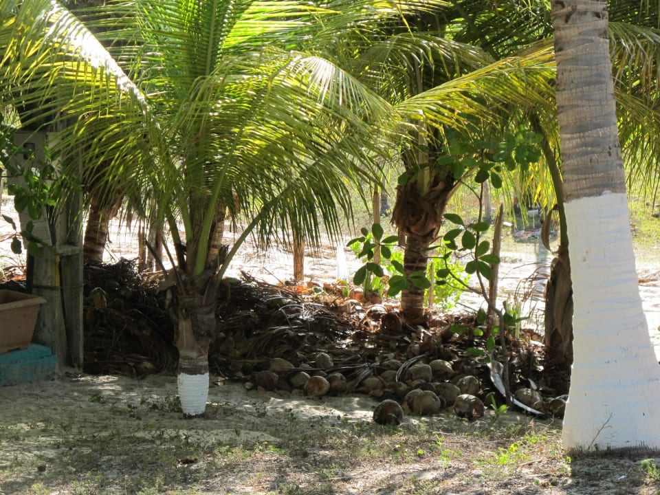 Kokusnussschalen  Hotel Pousada O Forte