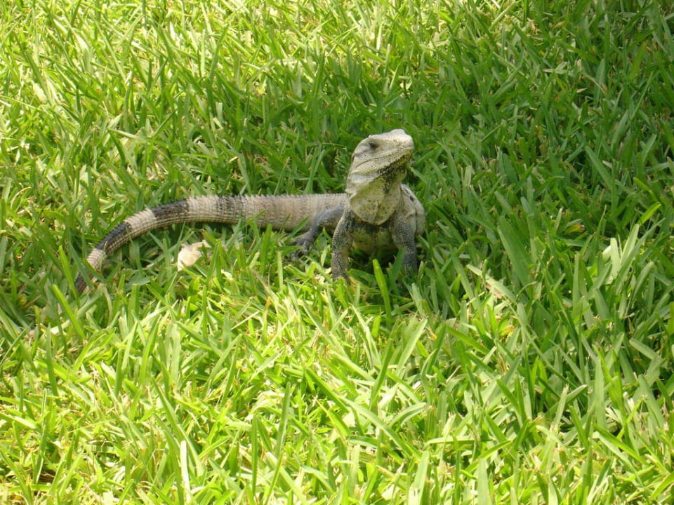 Ständige Begleiter in der Anlage Catalonia Royal Tulum Beach & Spa Resort - Adults only