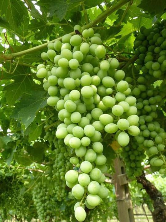 Weingarten Hotel Corte Pontigliardo