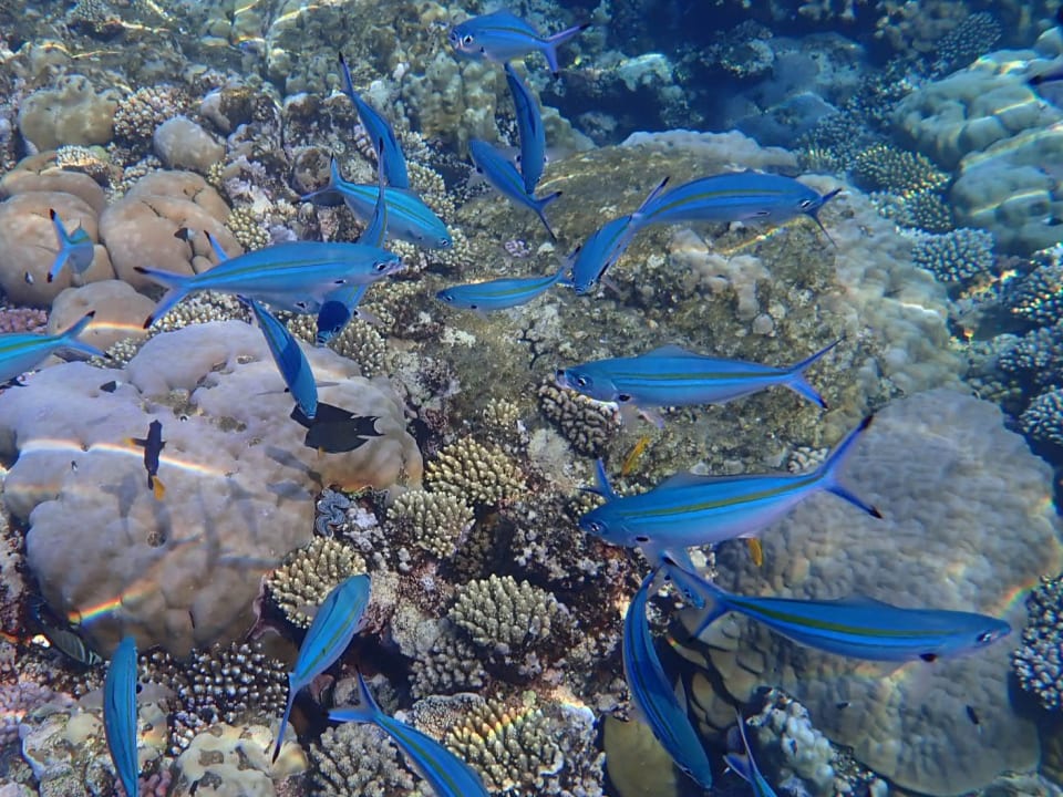 Sport & Freizeit Shams Alam Beach Resort