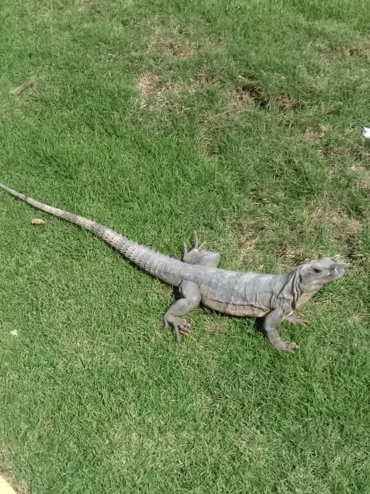 Gartenanlage H10 Ocean Maya Royale - Adults only
