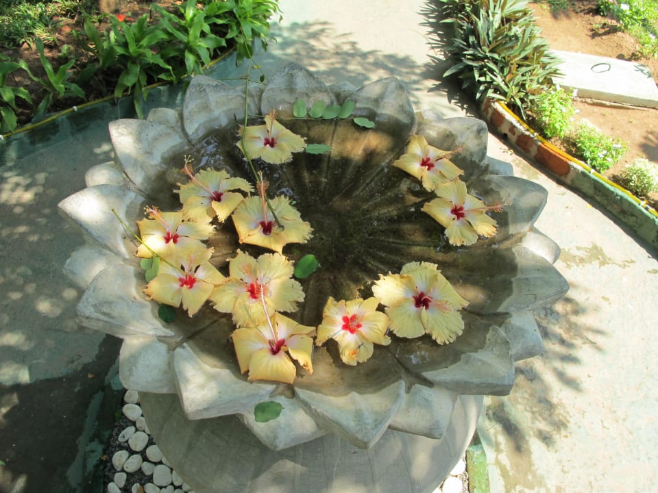 Jeden Tag noch schönere Blüten! Roman Life Ayurveda Beach Resort
