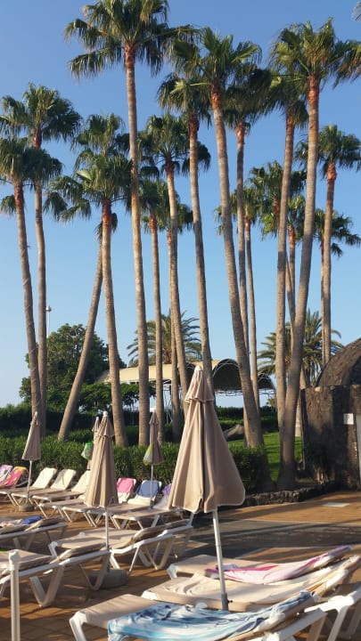 Piękne palmy w ogordzie Hotel Riu Paraiso Lanzarote