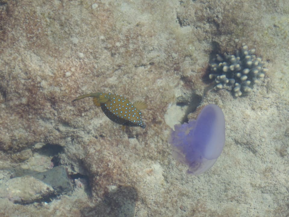 Widziane z pomostu Pickalbatros Alf Leila Wa Leila Resort - Neverland Hurghada