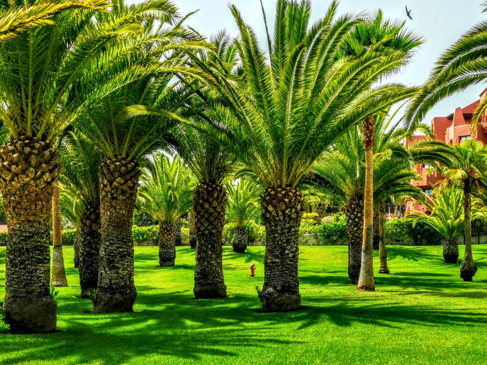 Gartenanlage Hotel Riu Palace Tenerife
