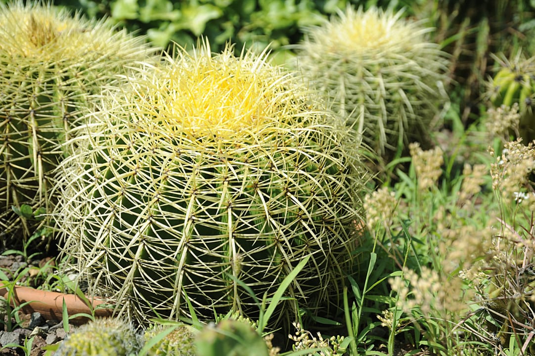 Gartenanlage Residence Fischerhof