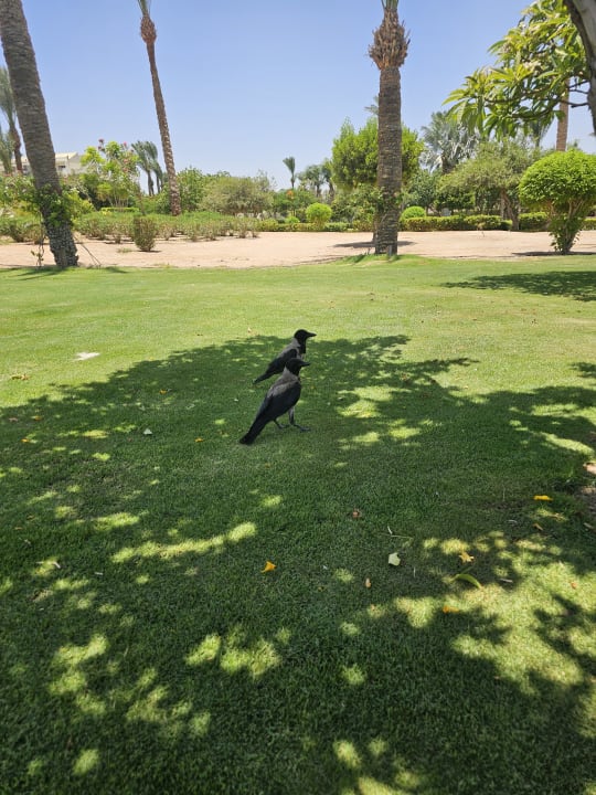 Gartenanlage Steigenberger ALDAU Beach Hotel