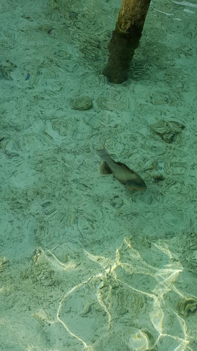 Fische vom Steg Meeru Maldives Resort Island
