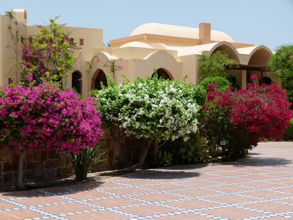 Blütenpracht Steigenberger Coraya Beach - Adults only