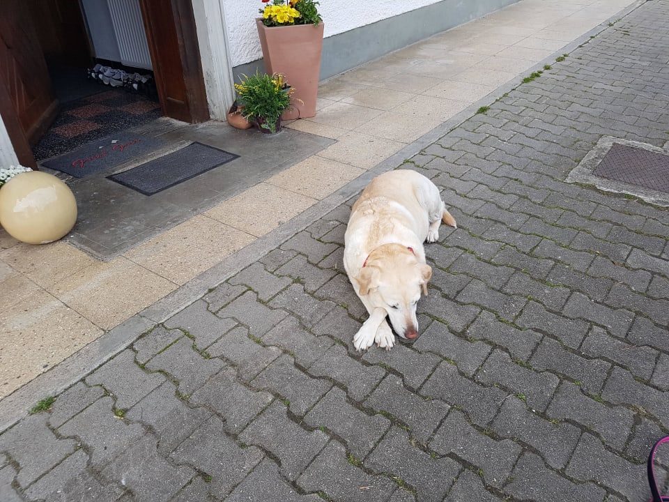 Hofhund Nala  Lamplhof